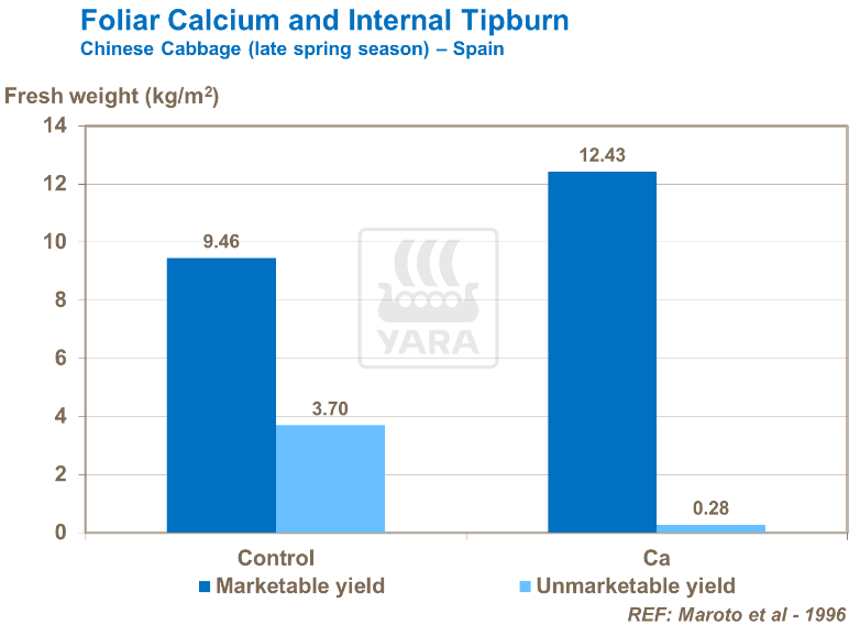 Calcium foliaire et brûlures internes - Chou chinois
