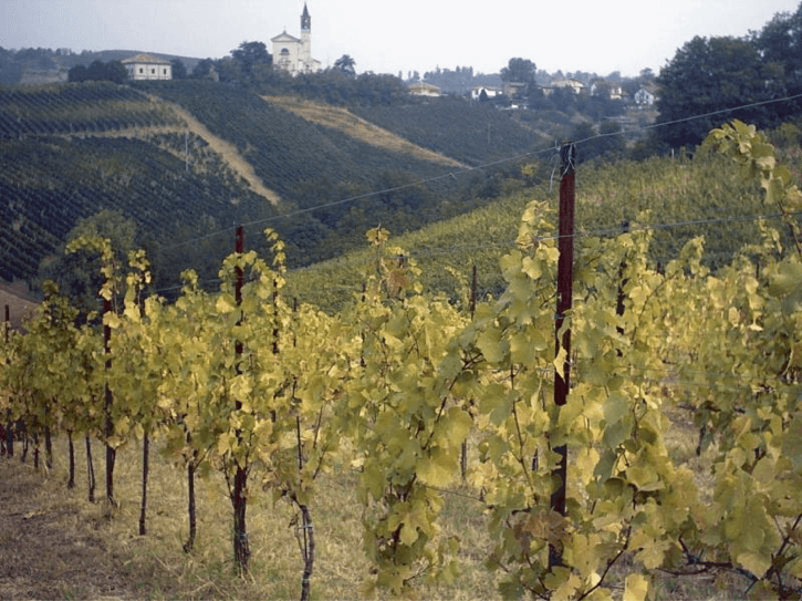Carence en azote sur une vigne italienne