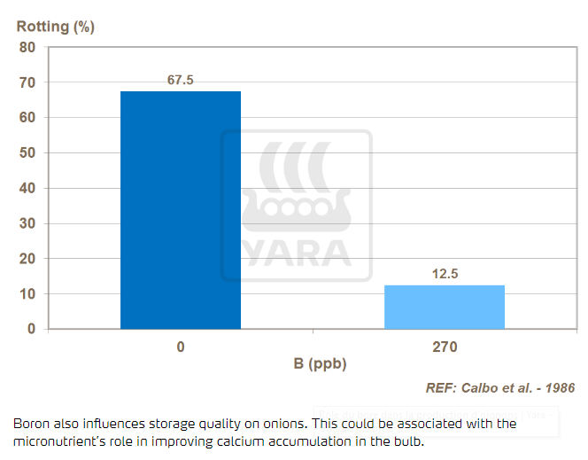 Le bore influence favorablement la qualité de stockage