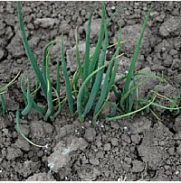 Plantation oignons