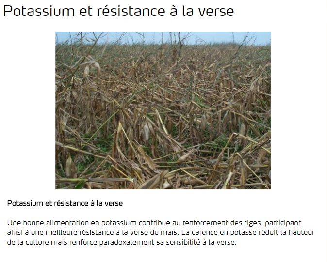 Potassium et résistance à la verse