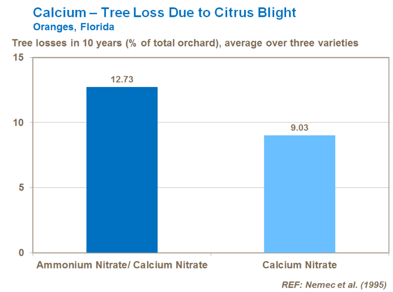 Calcium - Perte d'arbres due à la bactériose des agrumes - Oranges