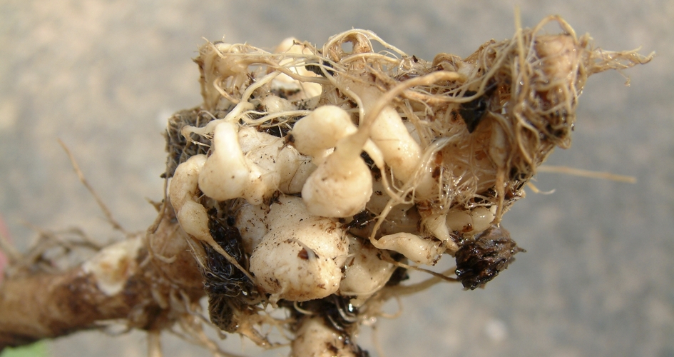 Hernie sur du colza caus&eacute;e par un champignon