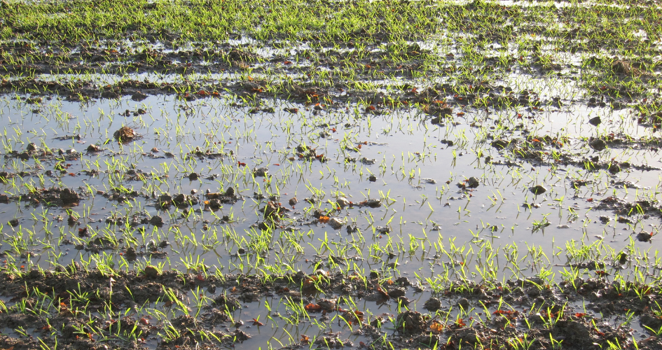 champ céréales inondé