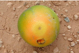 Les larves de mouches des fruits endommagent la peau et provoquent une maturation inégale