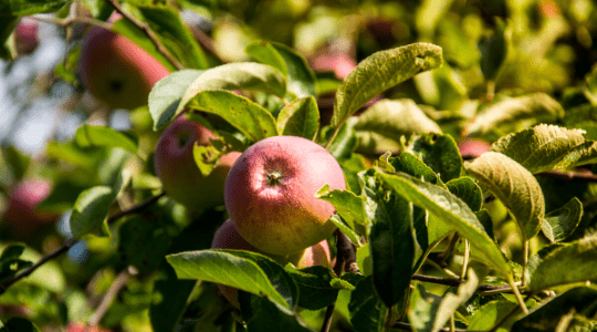 Améliorer la mise en réserve des pommiers