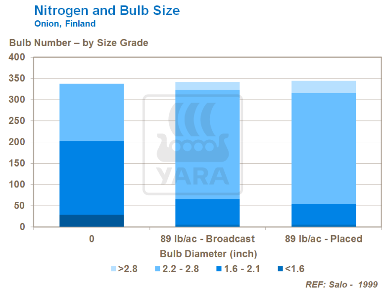 Lien entre azote et taille des bulbes