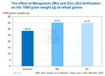 Effet du manganèse et du zinc sur poids des grains