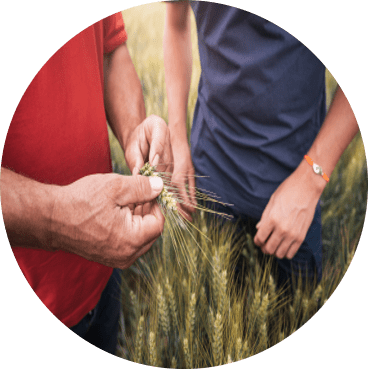 Un homme tient du blé dans ses mains