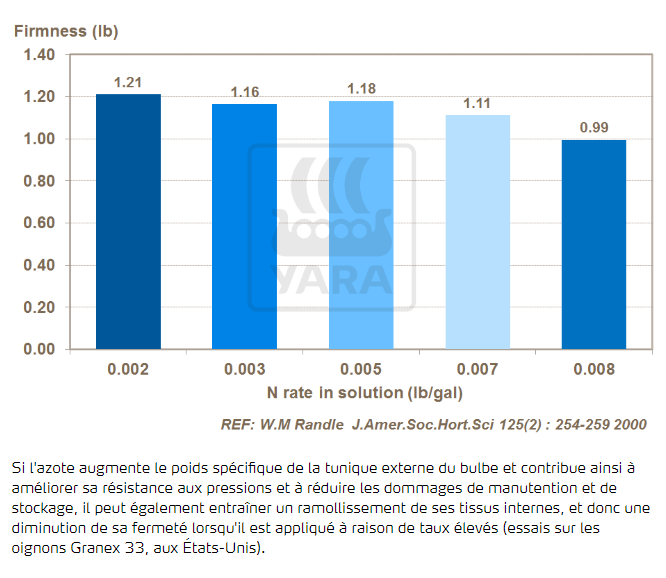 Azote et fermeté du bulbe