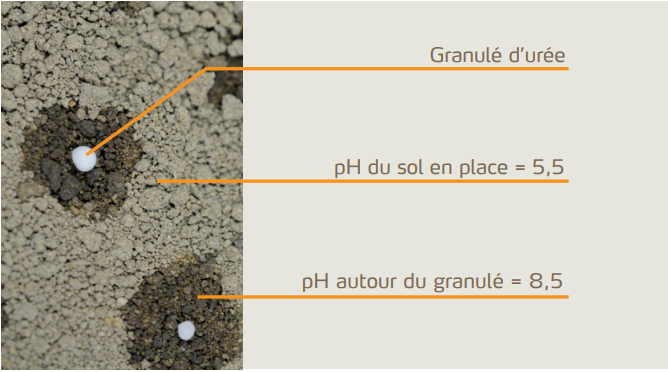 L'hydrolyse de l'urée augmente localement et temporairement le pH du sol entraînant une augmentation des pertes d'ammoniac