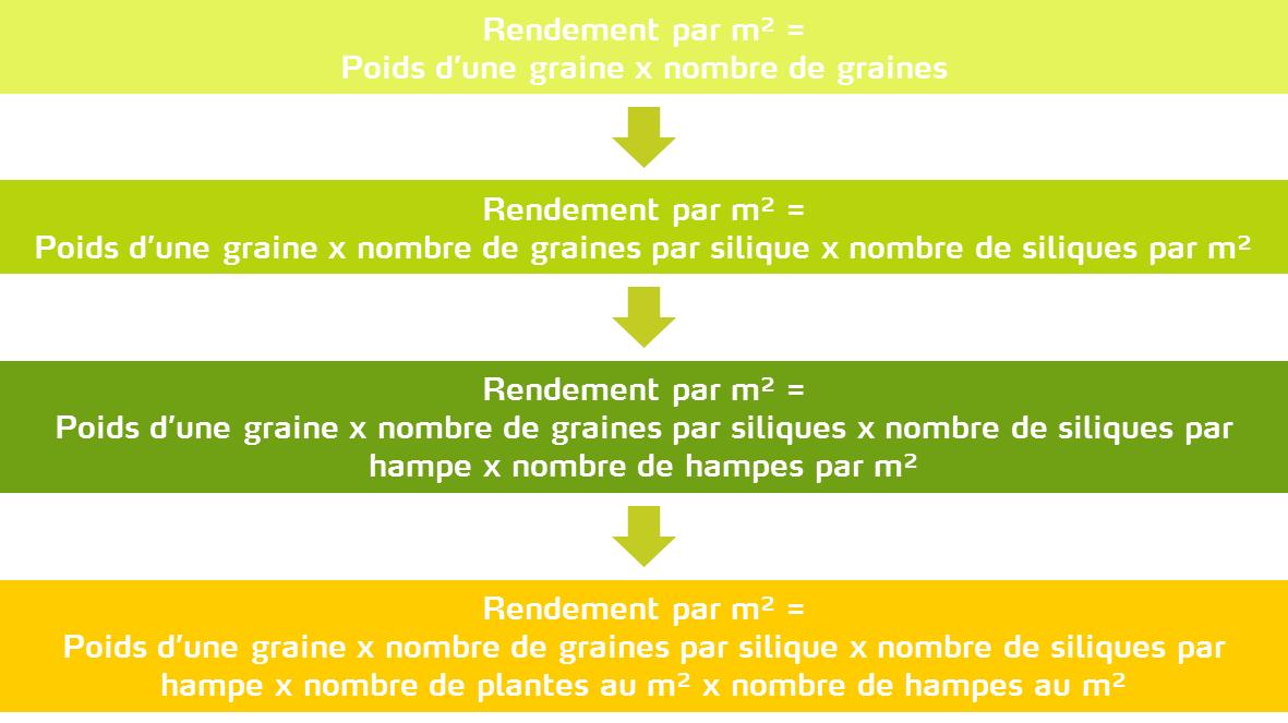 Relations entre les différentes composantes du rendement en graines du colza