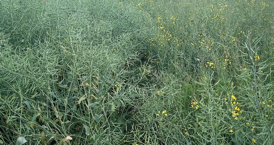 Champ de colza dont la v&eacute;g&eacute;tation est dense, qui pr&eacute;sente quelques fleurs.