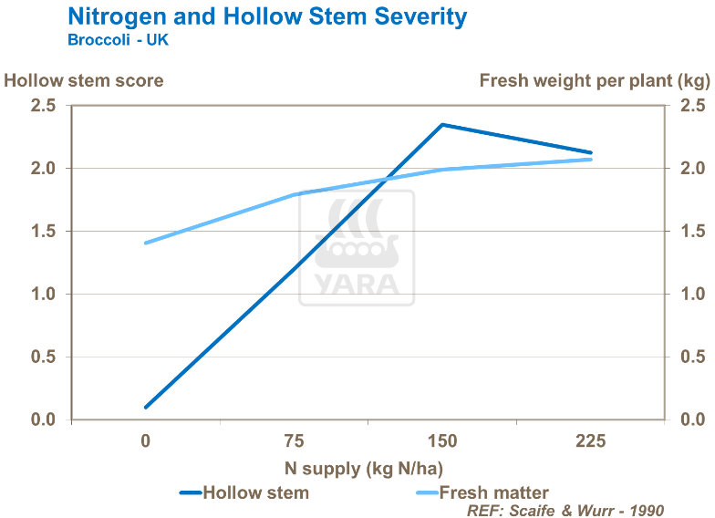 Azote et gravité du phénomène de la tige creuse 