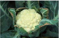 Chou-fleur
