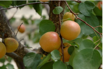 Abricots sur branche