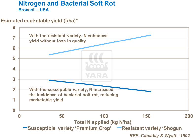 Azote et pourriture molle bactérienne