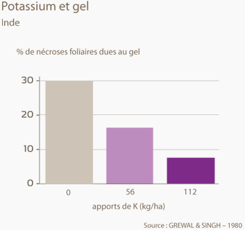 Potassium limite incidence du gel