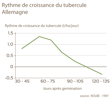 rythme croissance du tubercule