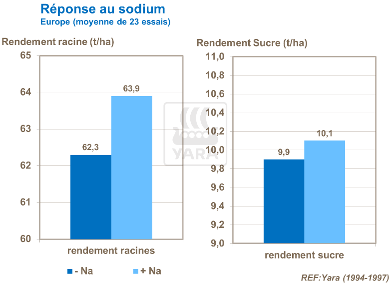 Réponse au sodium : rendement racine et rendement sucre