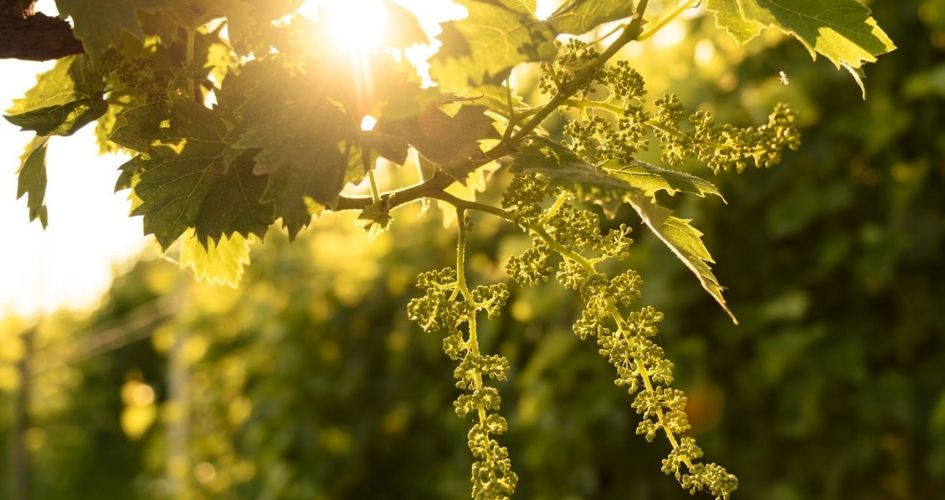 Vigne en floraison