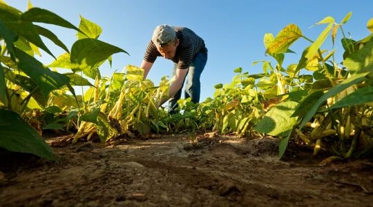 Un agriculteur dans son champs