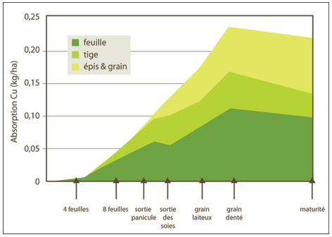 Absorption du cuivre par stades de croissance du maïs