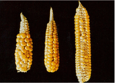 3 épis de maïs de taille différente