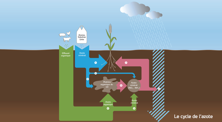 Schéma cycle de l'azote