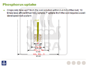 Absorption de phosphore