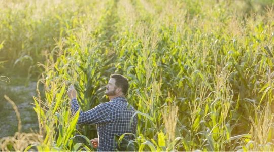 Un agriculteur dans un champ tient un épi de maïs 