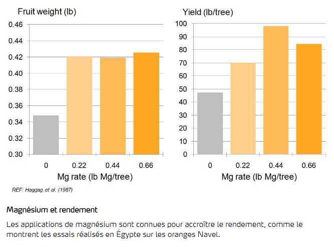 Magnésium et rendement