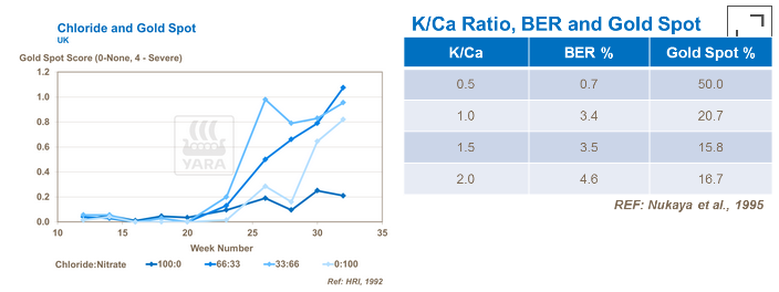 graphique moucheture dorée tomate