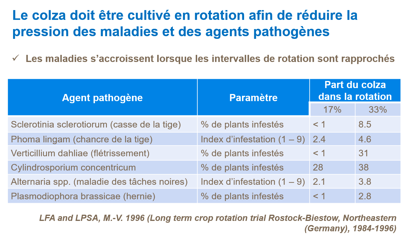 Le colza ol&eacute;agineux doit &ecirc;tre cultiv&eacute; en rotation afin de r&eacute;duire les maladies et les agents infectieux