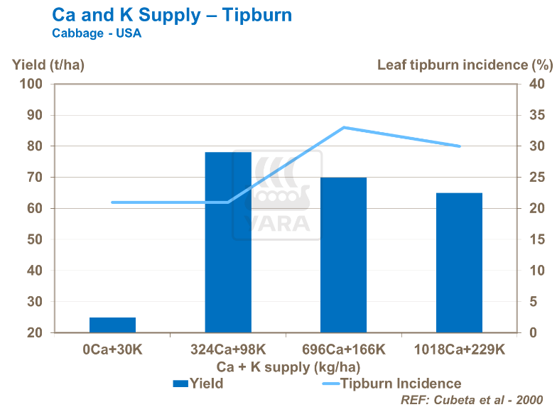 Réserves de calcium et potassium - Brûlures apicales - Chou