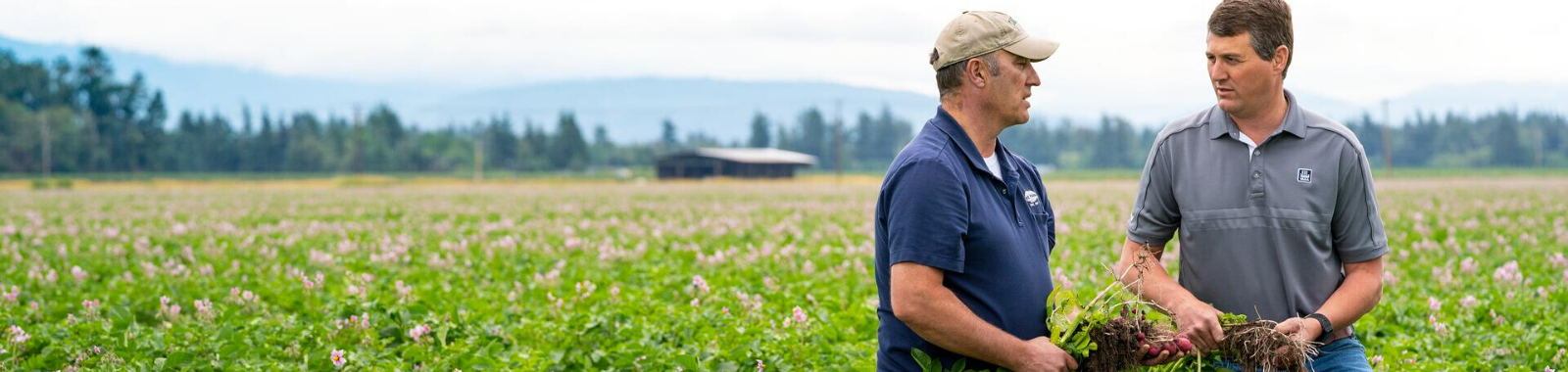 Deux agriculteurs dans un champ de pomme de terre