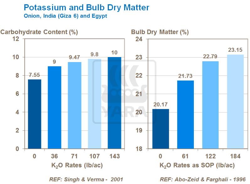 Potassium et matière sèche du bulbe