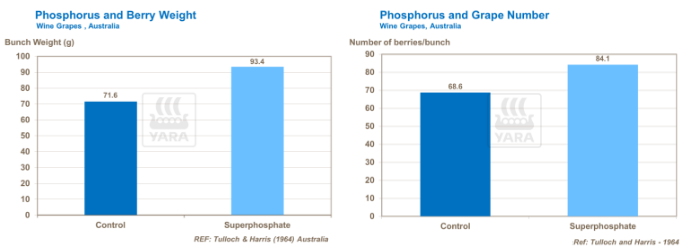Graphique liens entre phosphore et poids et nombre des grains