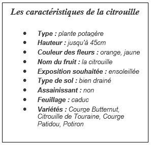 caractéristiques citrouille