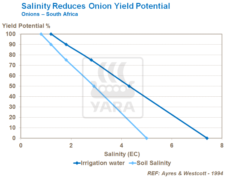 Salinité réduit rendement des oignons