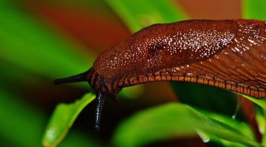 Limace grignotant une feuille de colza