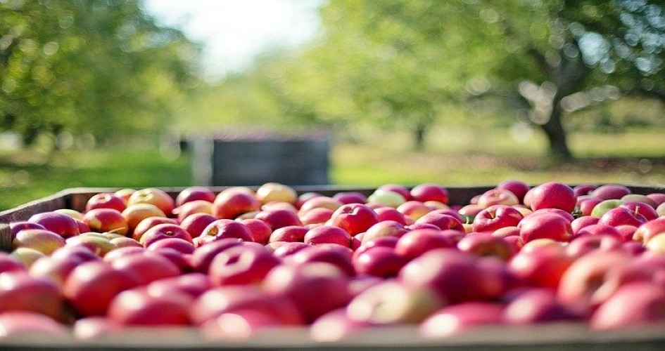 tonneau de pommes yara france