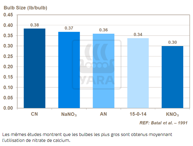 Nitrate de calcium et calibre du bulbe