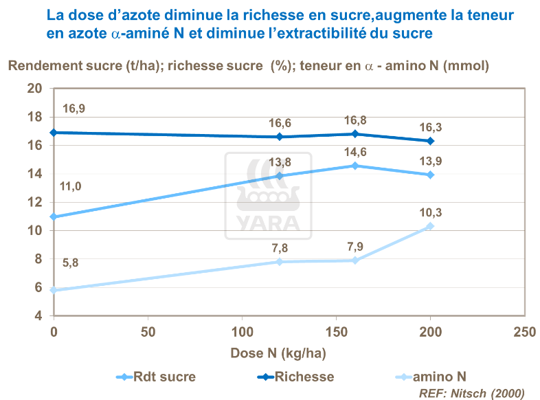 La dose d'azote diminue la richesse en sucre