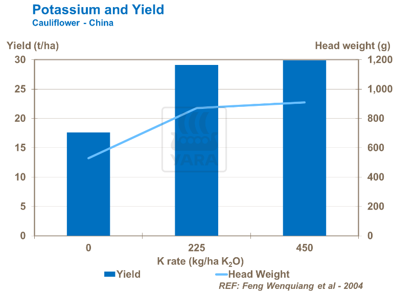 Potassium et rendement - Chou-fleur