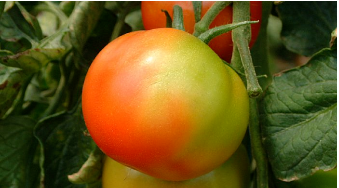 Une tomate à moitié mûre