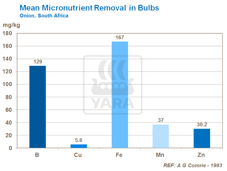 élimination moyenne des micronutriments dans les bulbes