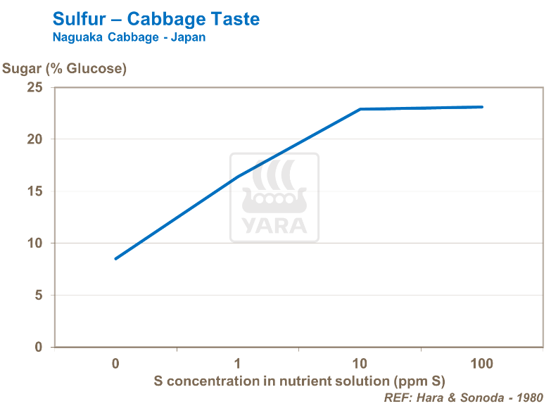 Soufre et goût du chou