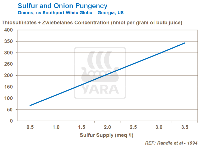 Lien entre soufre et goût piquant de l'oignon
