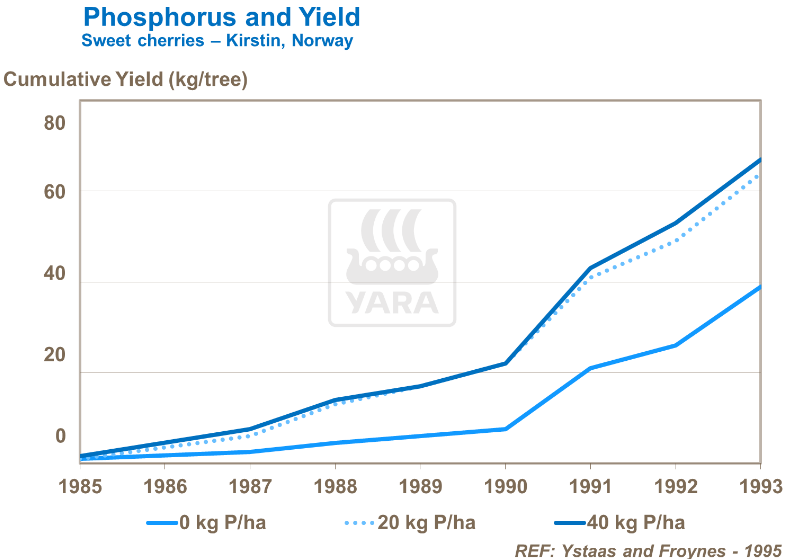 Phosphore et rendement - Cerises